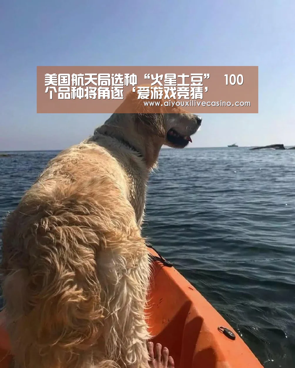美国航天局选种“火星土豆” 100个品种将角逐‘爱游戏竞猜’(图2) 爱游戏登录